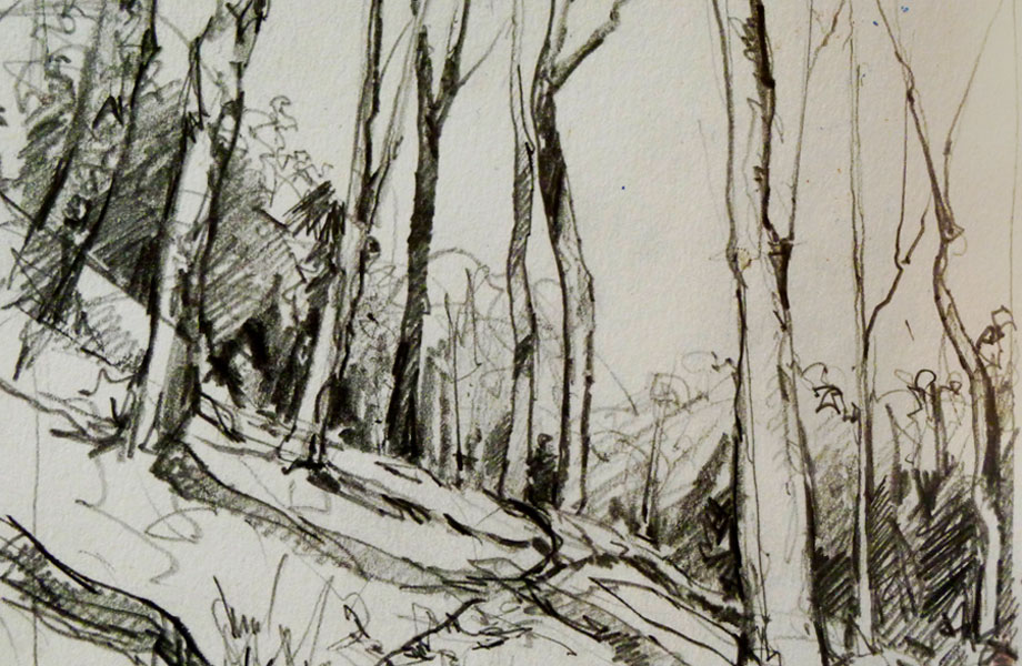 Birch drawing