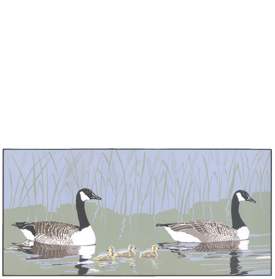 Canada-Geese-SP